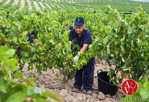 Descubiertos los v&iacute;nculos entre mineralidad y terroir