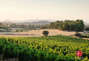 Se inicia la vendimia en Castell del Remei
