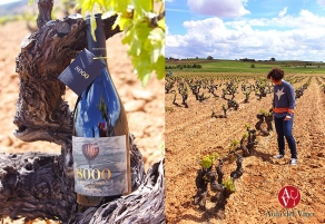8000 cepas de puro Ribera del Duero