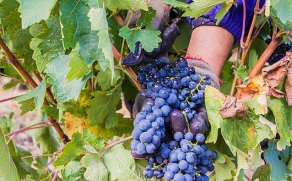 Rioja: 355 millones de Kilogramos