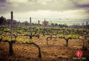 Un paseo por La Toscana