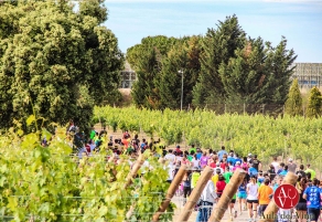 Bodegas Torres, Best Wine Experience