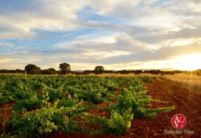 Fuentes del Silencio, un vi&ntilde;edo excepcional