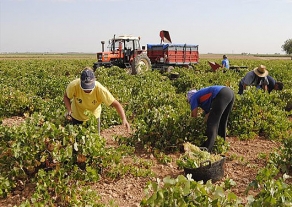 Valdepe&ntilde;as 2012, muy buena