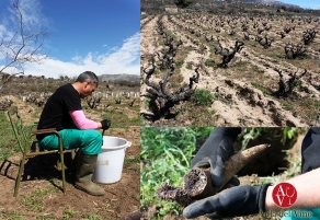 La agricultura biodin&aacute;mica funciona