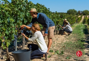 Experiencias singulares de Torres para vivir la vendimia
