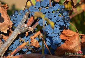 V&iacute;nculan mineralidad e interpretaci&oacute;n sensorial del vino